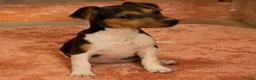 Jack Russell dogs for sale: Traditional short-legged Jack Russell puppy’s. - Advert 10