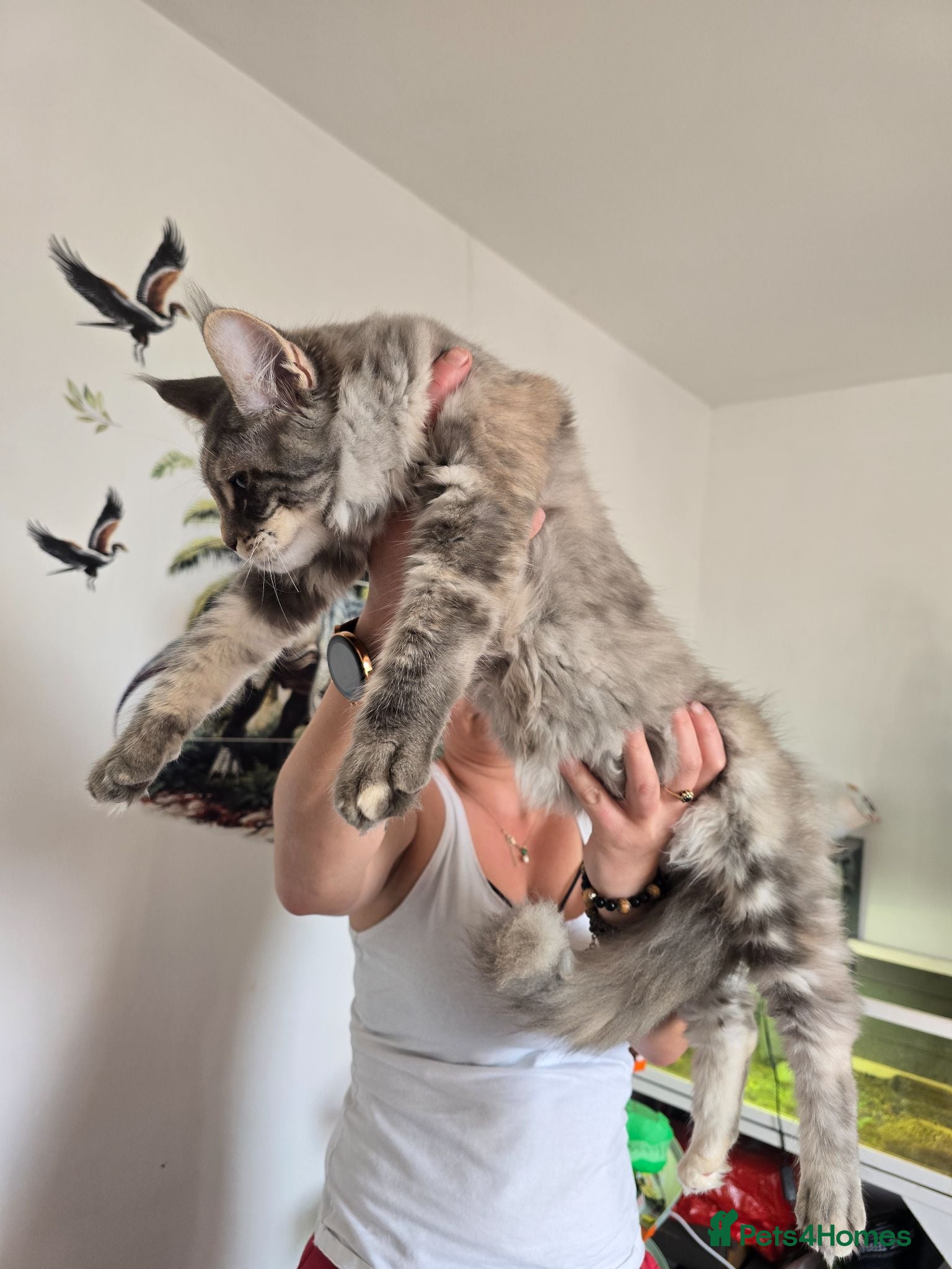 Maine Coon cats XL Maine coons available!  - Advert 16