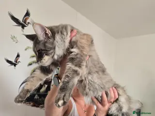 Maine Coon cats XL Maine coons available! - Advert 2