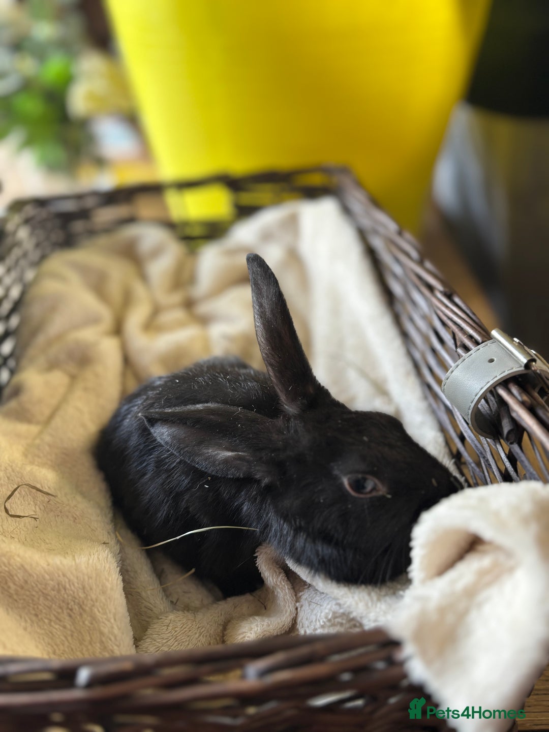 English Lop rabbits for sale: Beautiful English rabbits for sale  - Image 8