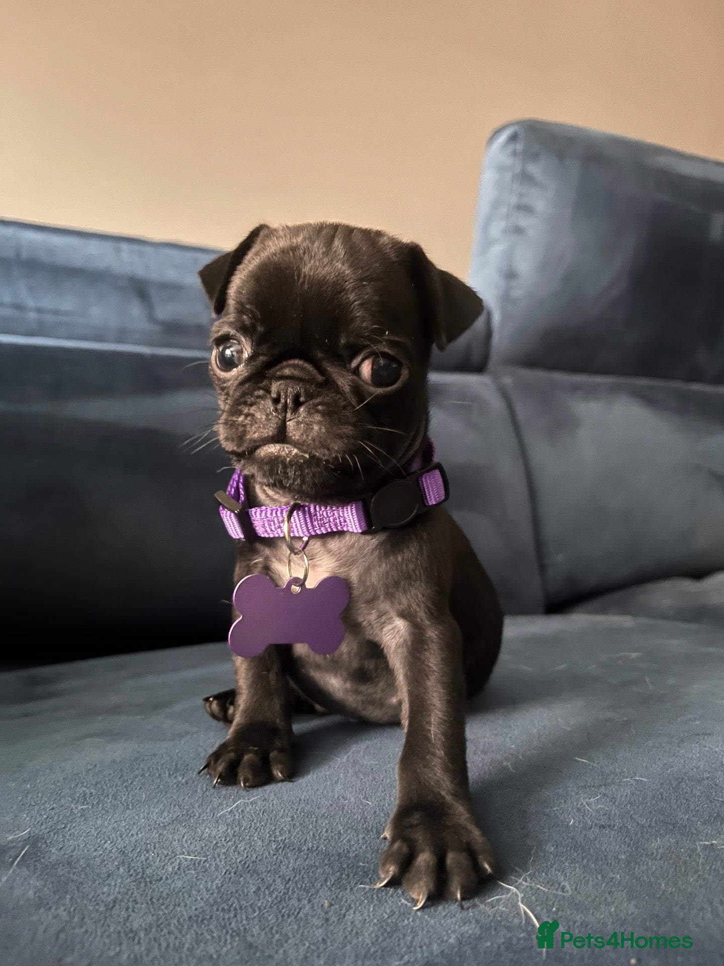 Pug dogs 🐾‼️ 💥JUST 2 PUPPIES LEFT💥‼️  🐾 - Advert 1