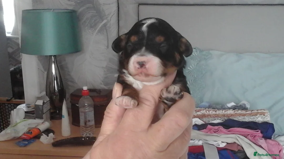 Toy Poodle dogs for stud: Tri Coloured Toy and Miniature studs in Northallerton - Advert 10