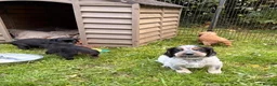 Cocker Spaniel dogs for sale: STUNNING WORKING COCKER SPANIEL PUPS - Advert 29