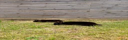 Mixed Breed rabbits for sale: Two black bunnies needing a new loving home. in East Grinstead - Advert 4