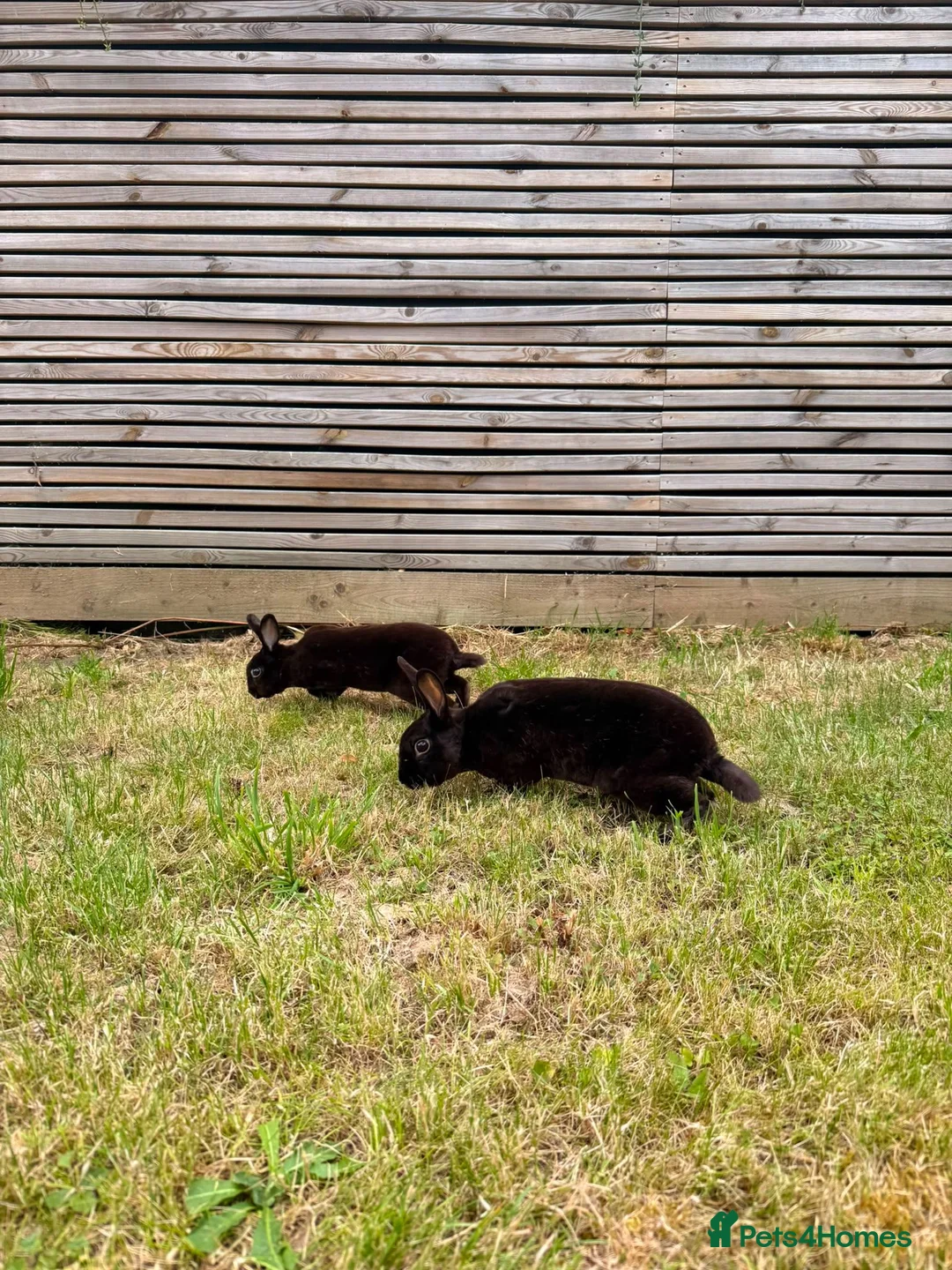 Mixed Breed rabbits for sale: Two black bunnies needing a new loving home. in East Grinstead - Advert 4