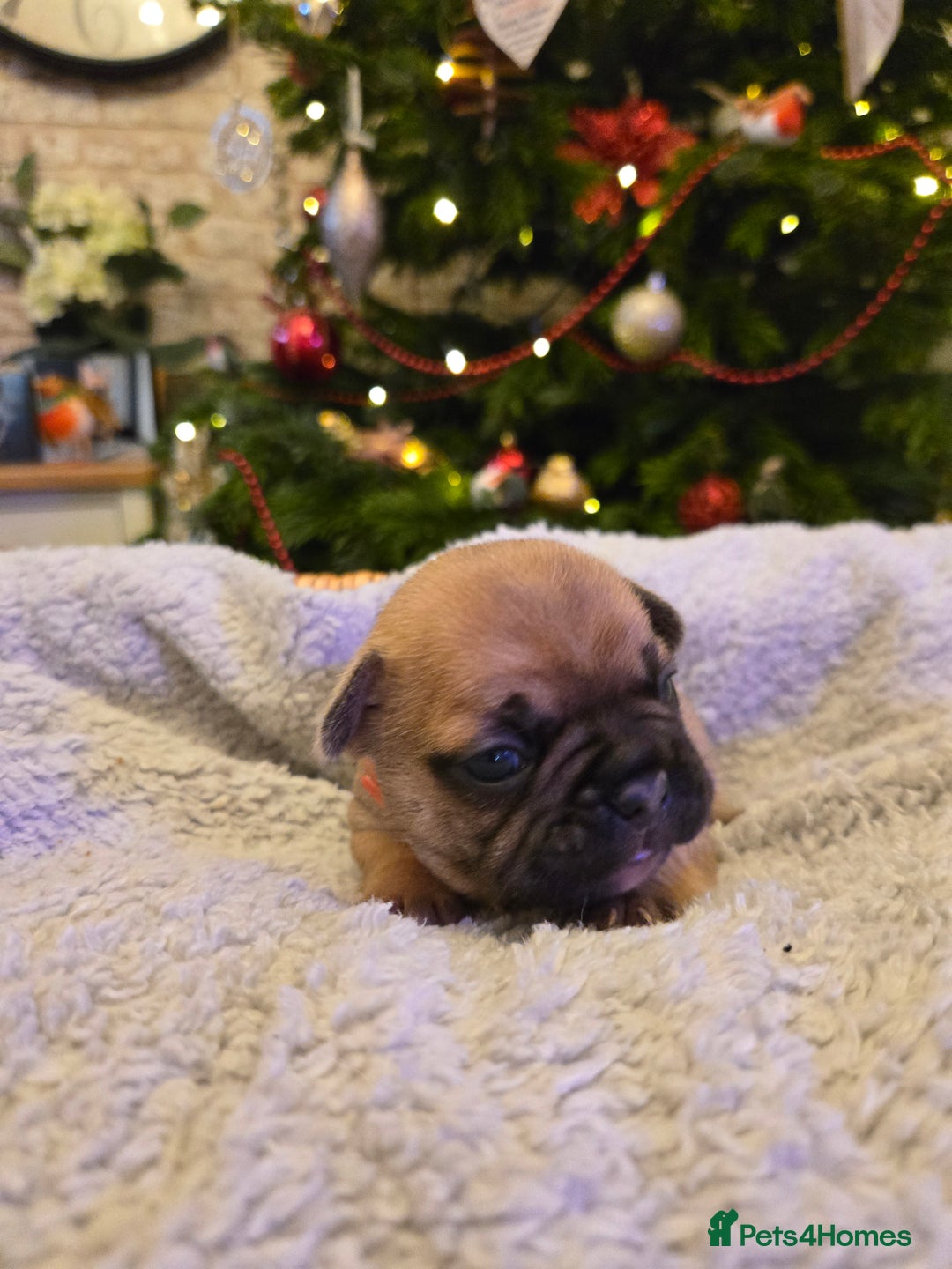 French Bulldog dogs for sale: French bulldog puppies.  - Advert 4