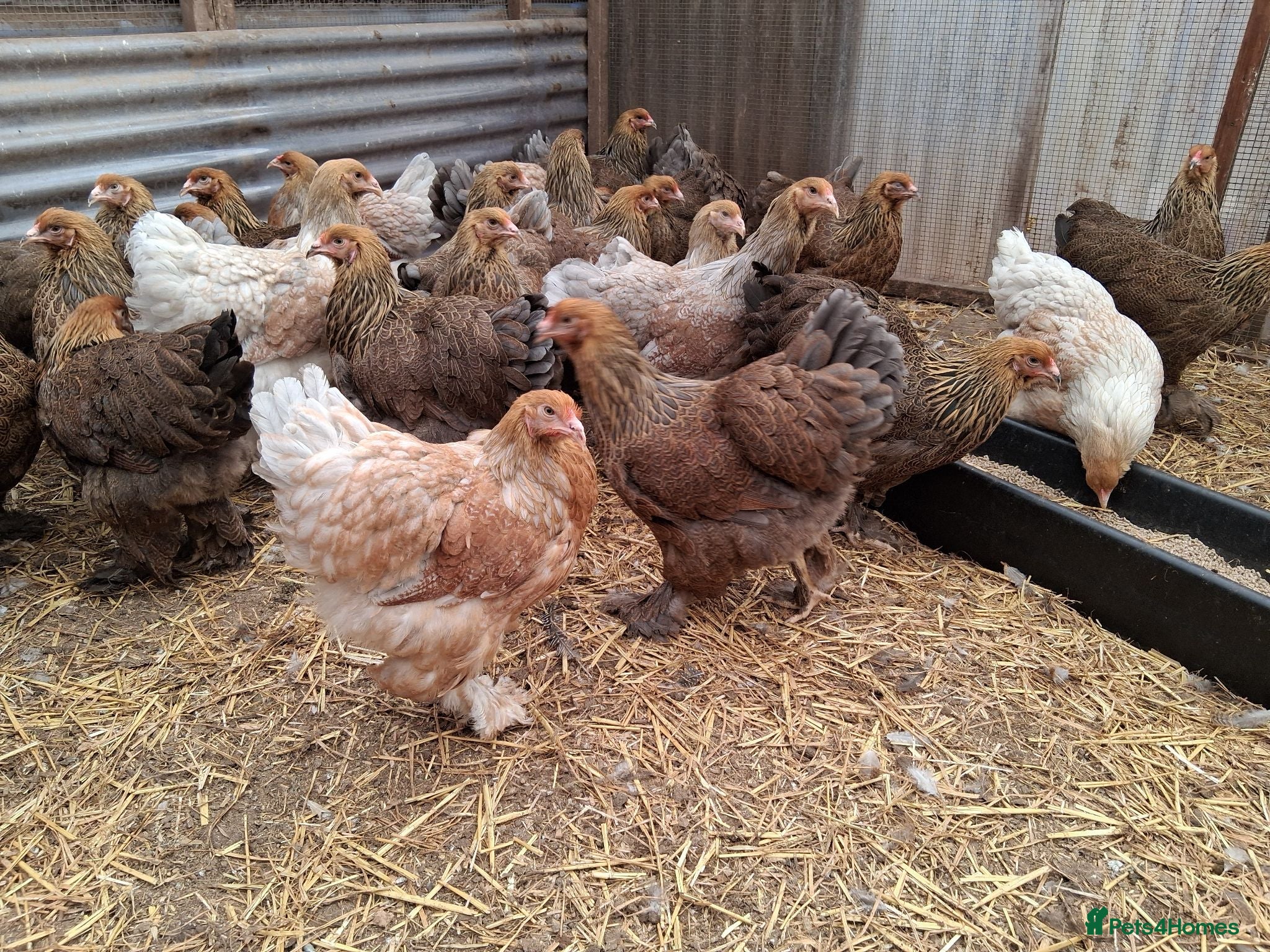 Chickens poultry Brahmas large fowl all female  - Advert 2