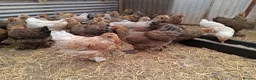 Chickens poultry for sale: Brahmas large fowl all female  - Advert 2