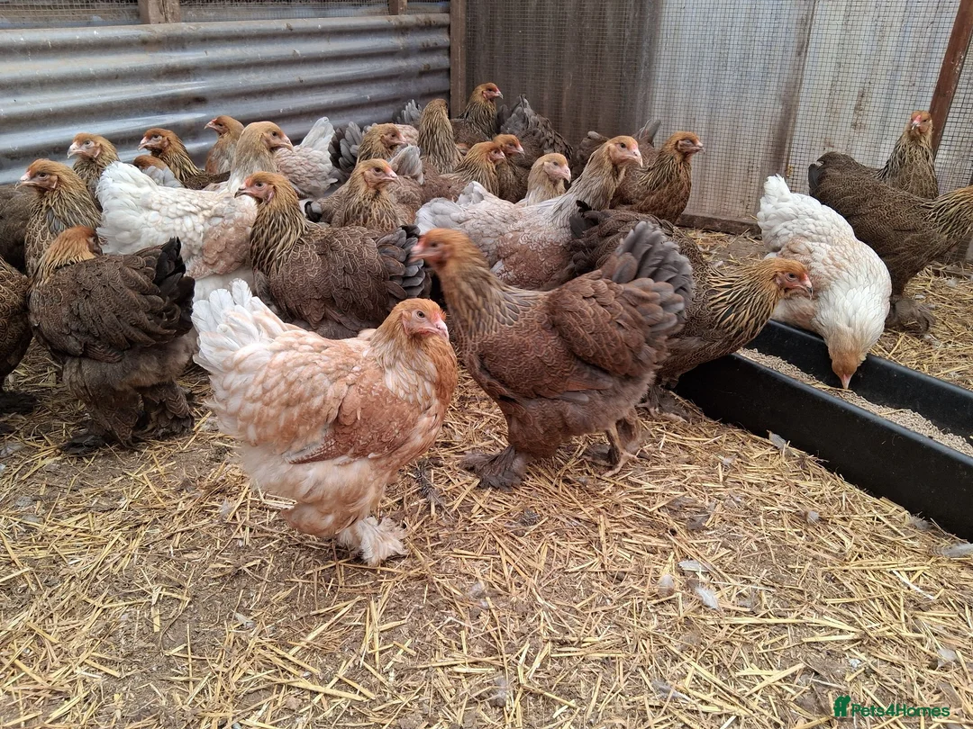 Chickens poultry for sale: Brahmas large fowl all female  - Advert 2