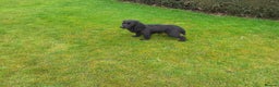 Cocker Spaniel dogs for stud: Working Black Cocker for Stud in Beverley - Advert 6