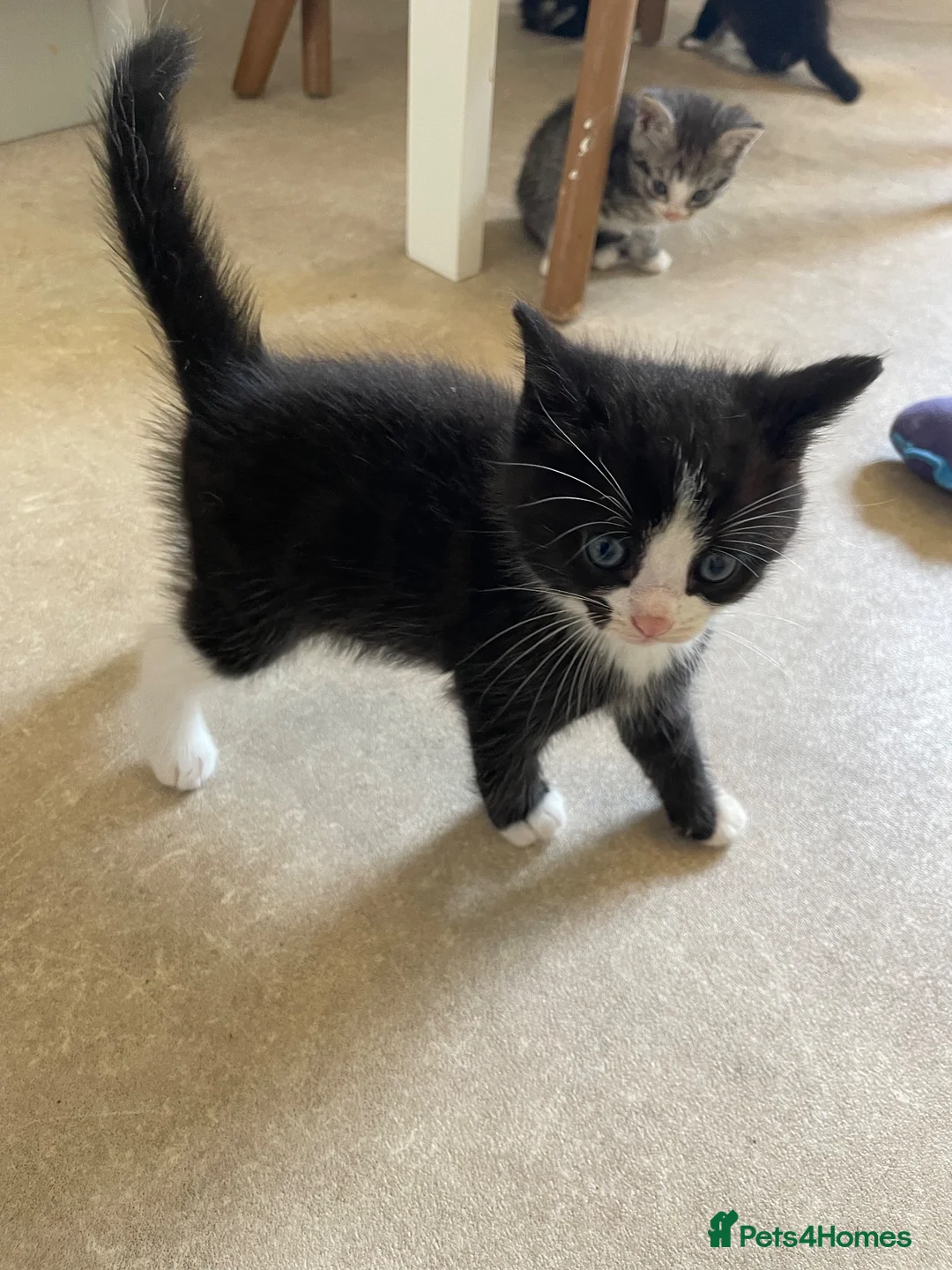 Mixed Breed cats for sale: Adorable Kittens in Lymington - Advert 2