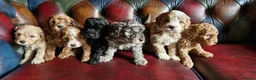 Cavapoo dogs for sale: Gorgeous F1b Cavapoo pups.health tested parents  - Advert 4