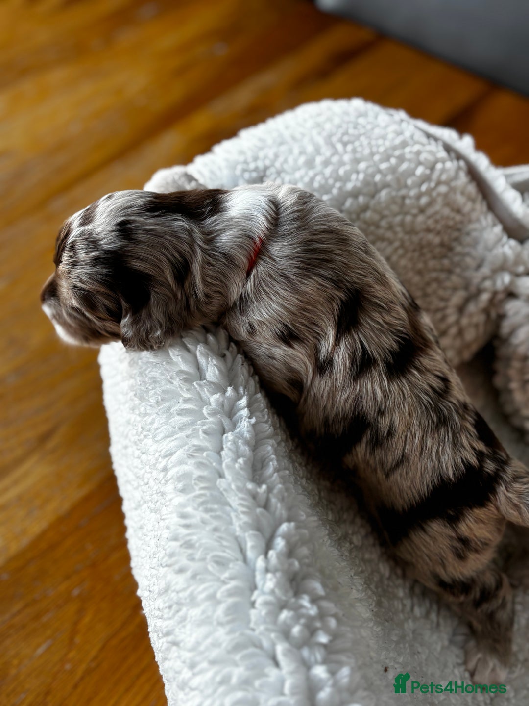 Sproodle dogs for sale: 💥 Rare Gorgeous Chocolate Merle Sproodles 🐶 - Advert 9