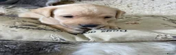 Labrador Retriever dogs for sale: 3 Male Pups KC Reg from Health Tested Parents - Advert 6
