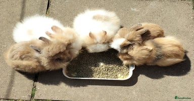 Lionhead rabbits in Smethwick - Advert 14