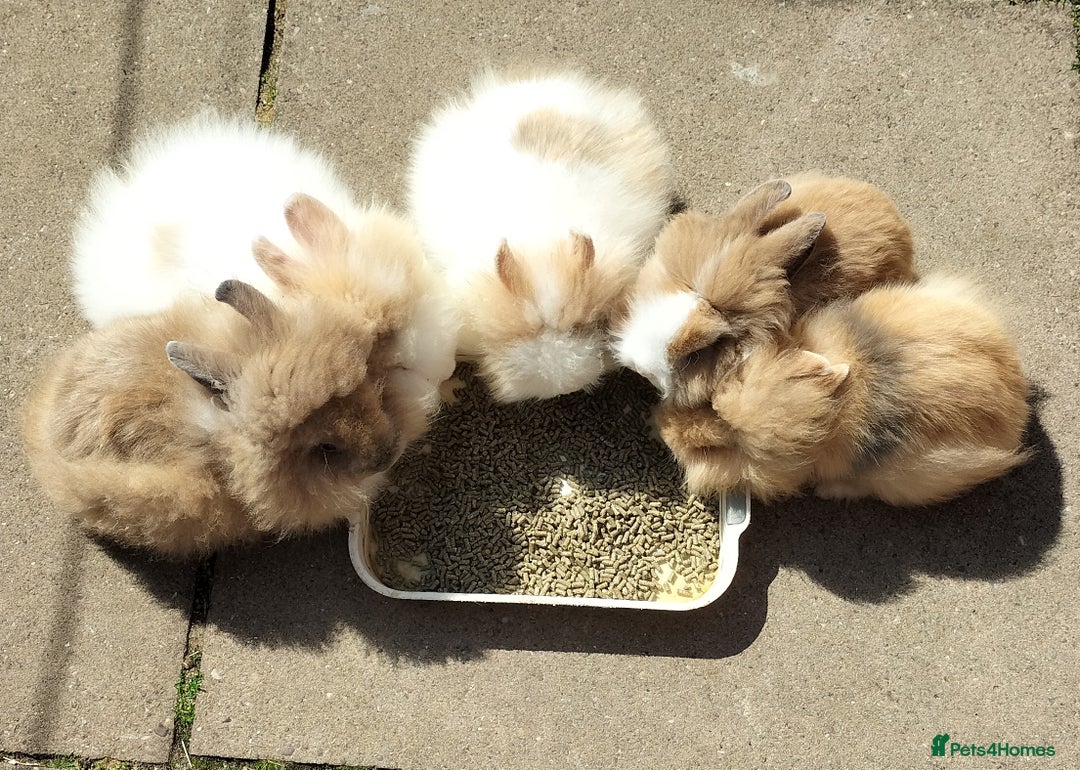 Lionhead rabbits for sale: Fluffy Lionhead Baby Bunnies – Raised with Love in Smethwick - Image 3