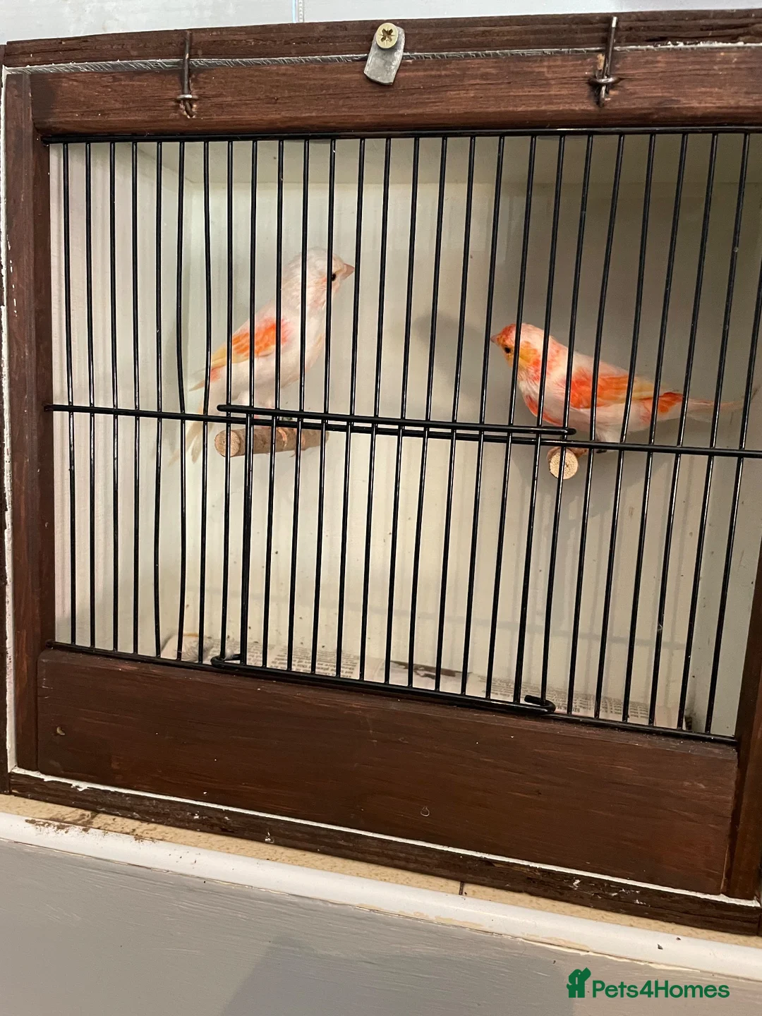 Canaries birds for sale: Red Dimorfics breeding pairs  - Advert 1