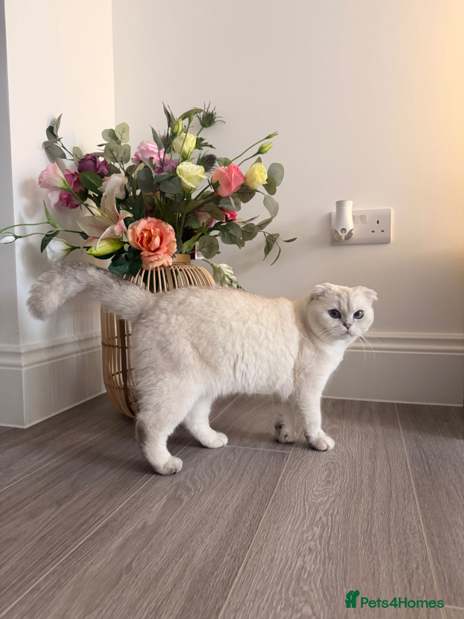 Scottish Fold cats for sale: Scottish straight male - Advert 14