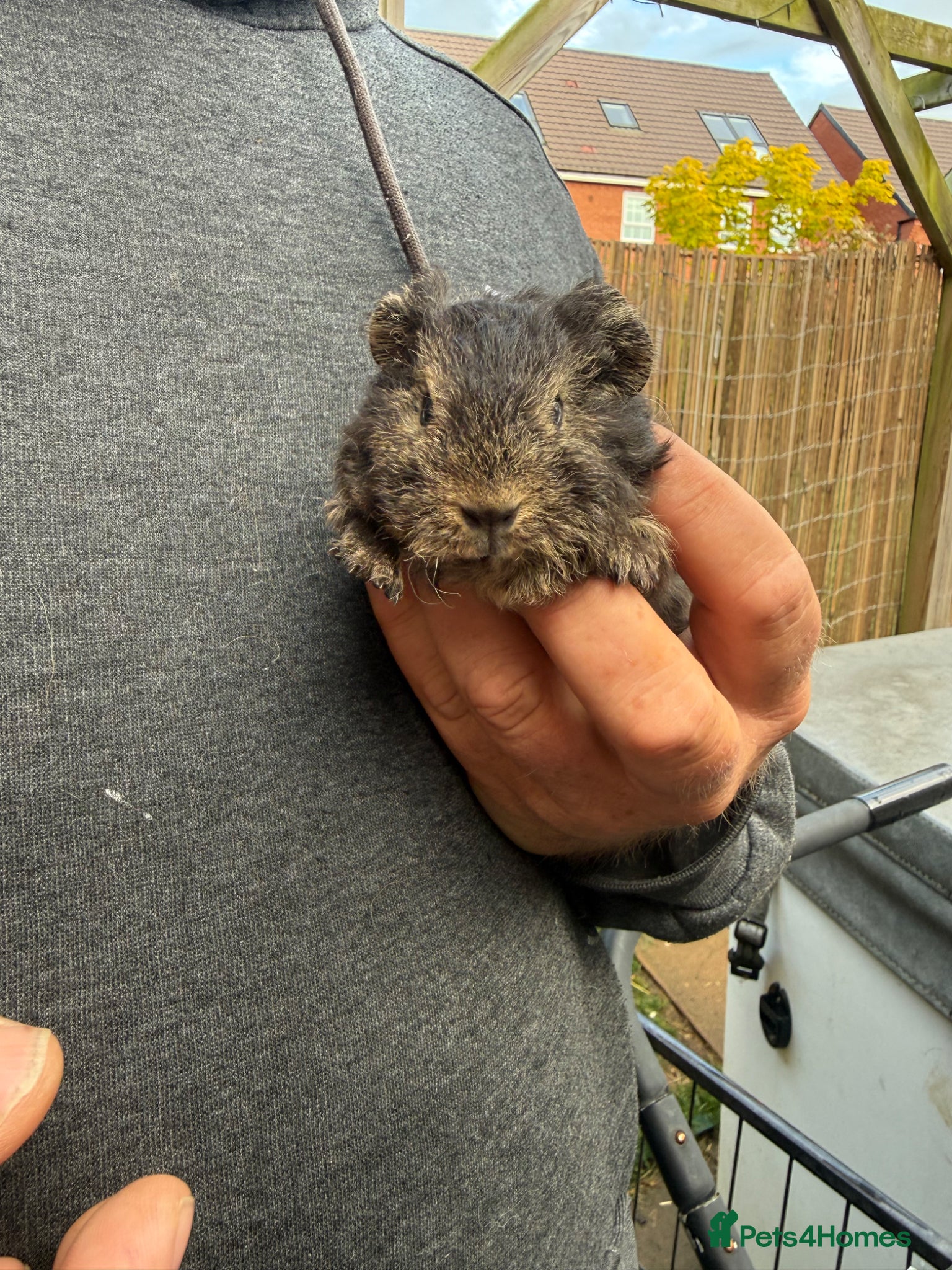 Guinea Pig rodents Texel Guinea Pig Boars  - Advert 2
