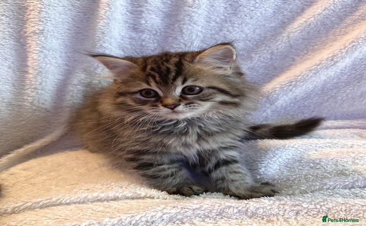 Siberian cats - Advert 1