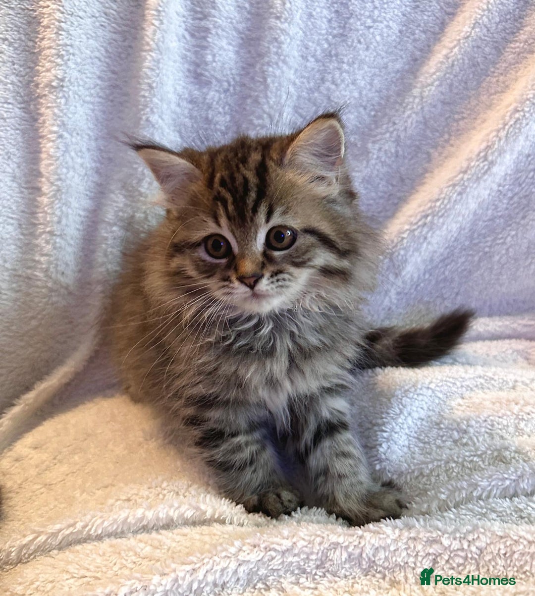 Siberian cats for sale: ❤️ 5 super friendly Siberian mix kittens ❤️ - Image 1