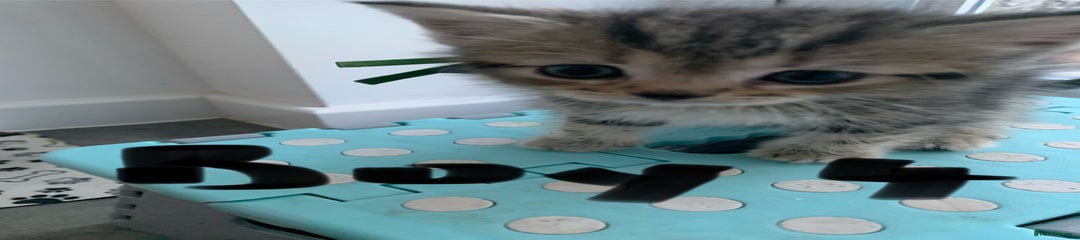 Mixed Breed Kitten 4