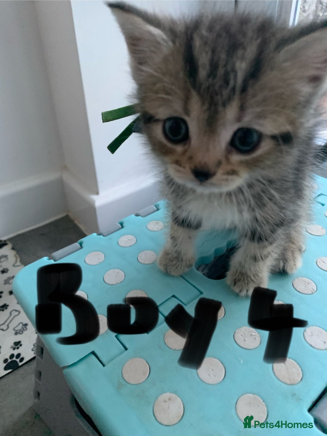 Mixed Breed cats for sale: Himalayan mixed - Image 9