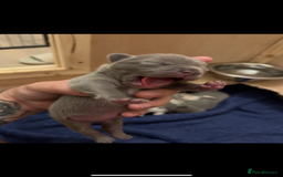 French Bulldog dogs for sale: French bull dog  - Image 4