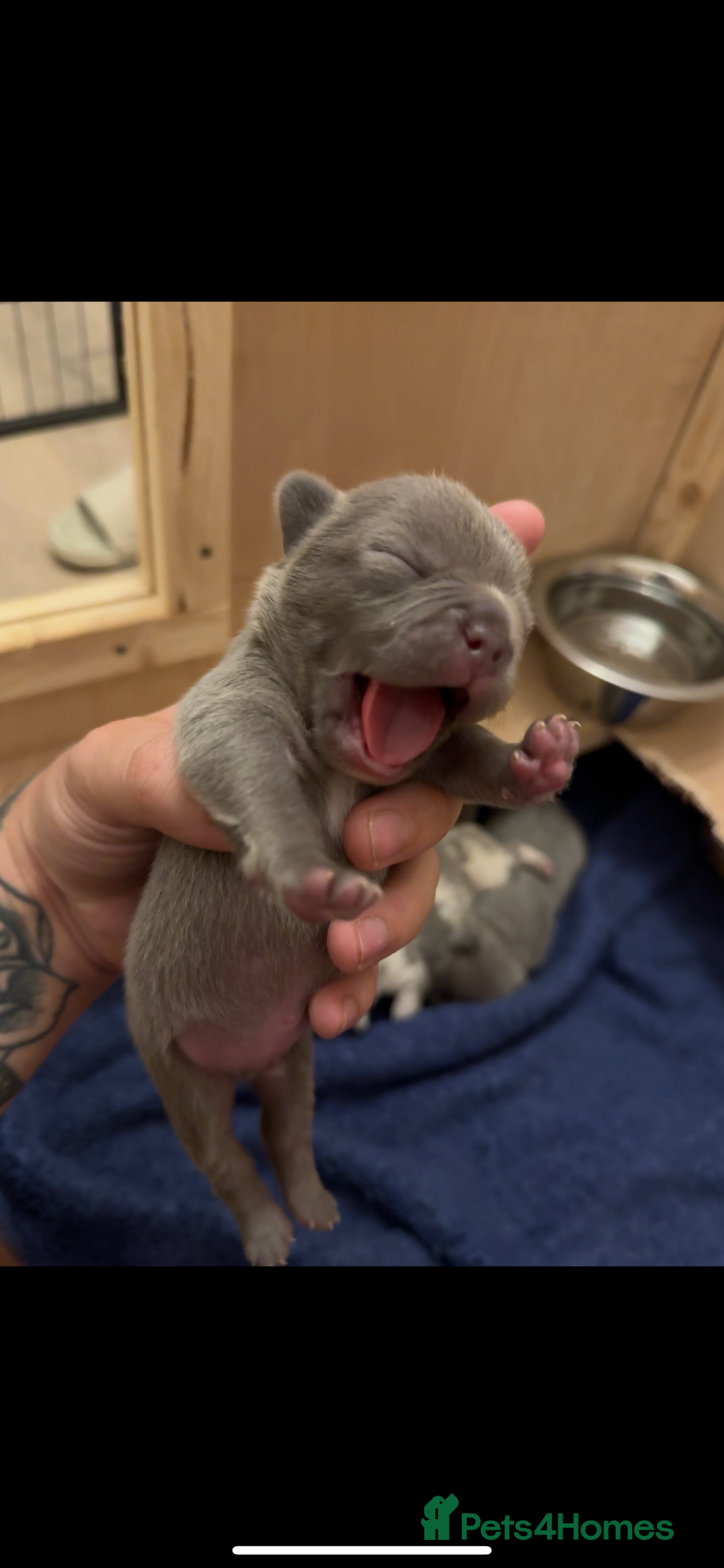 French Bulldog dogs for sale: French bull dog  - Image 4