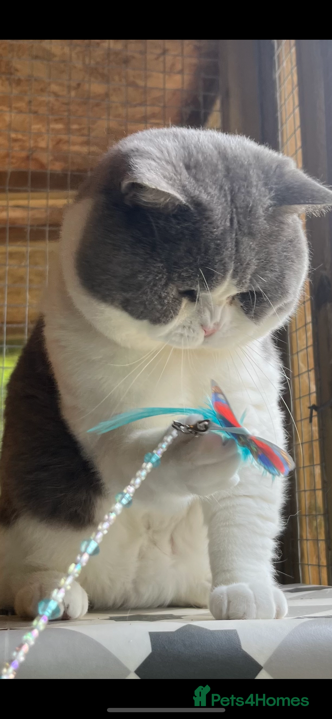 British Shorthair cats for sale: British short hair blue bi-colour boy - Advert 5