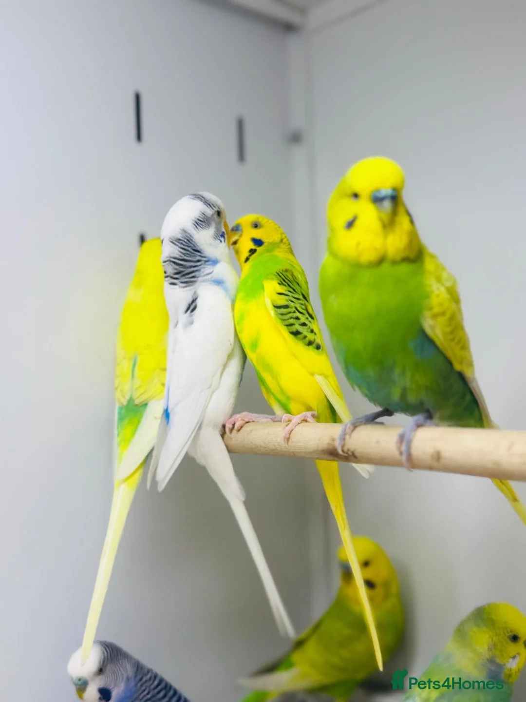 Budgerigars birds for sale: Baby budgies  - Advert 2