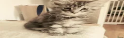 Maine Coon cats for sale: Champion Blood Line  Purebred Mainecoon LAST ONE - Advert 24