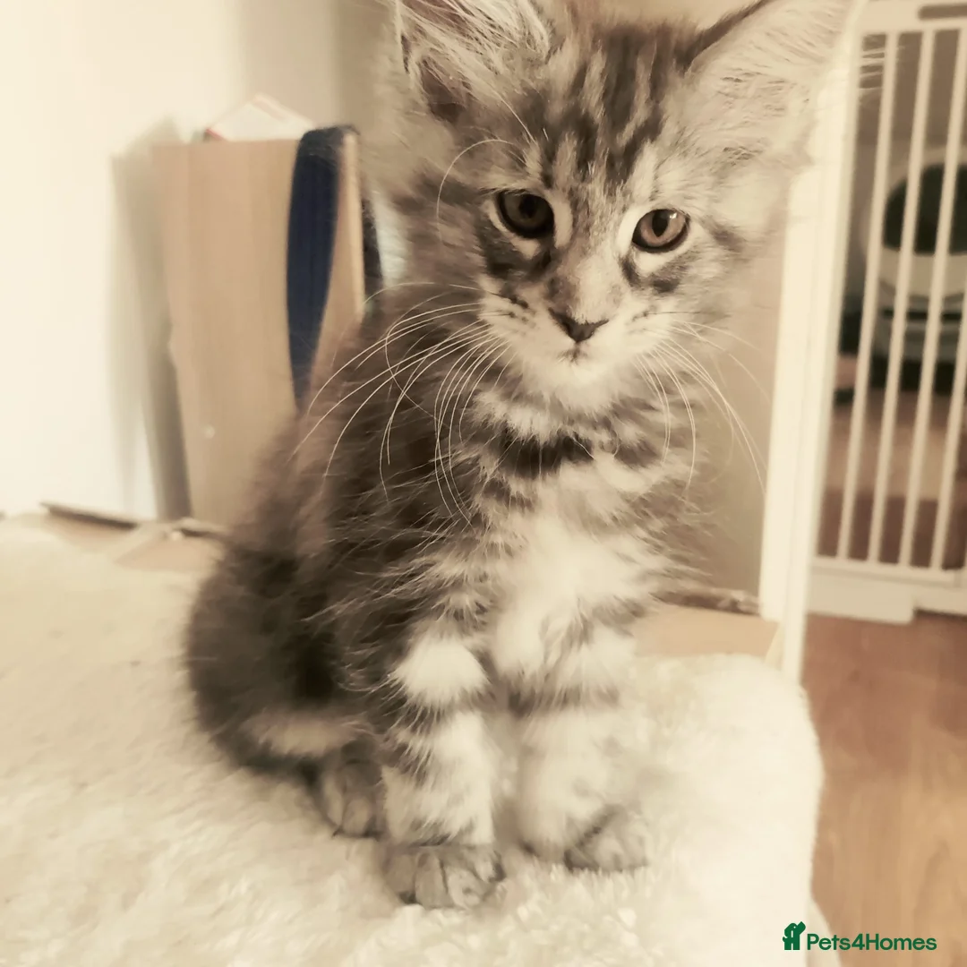 Maine Coon cats for sale: Champion Blood Line  Purebred Mainecoon LAST ONE - Advert 24