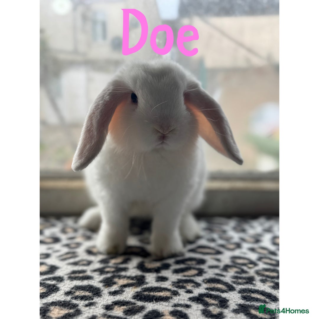 Mini Lop rabbits for sale: Pure breed mini lops male and female  - Image 5