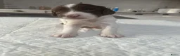 English Springer Spaniel dogs for sale: Exceptional English Springer Spaniel - Advert 30