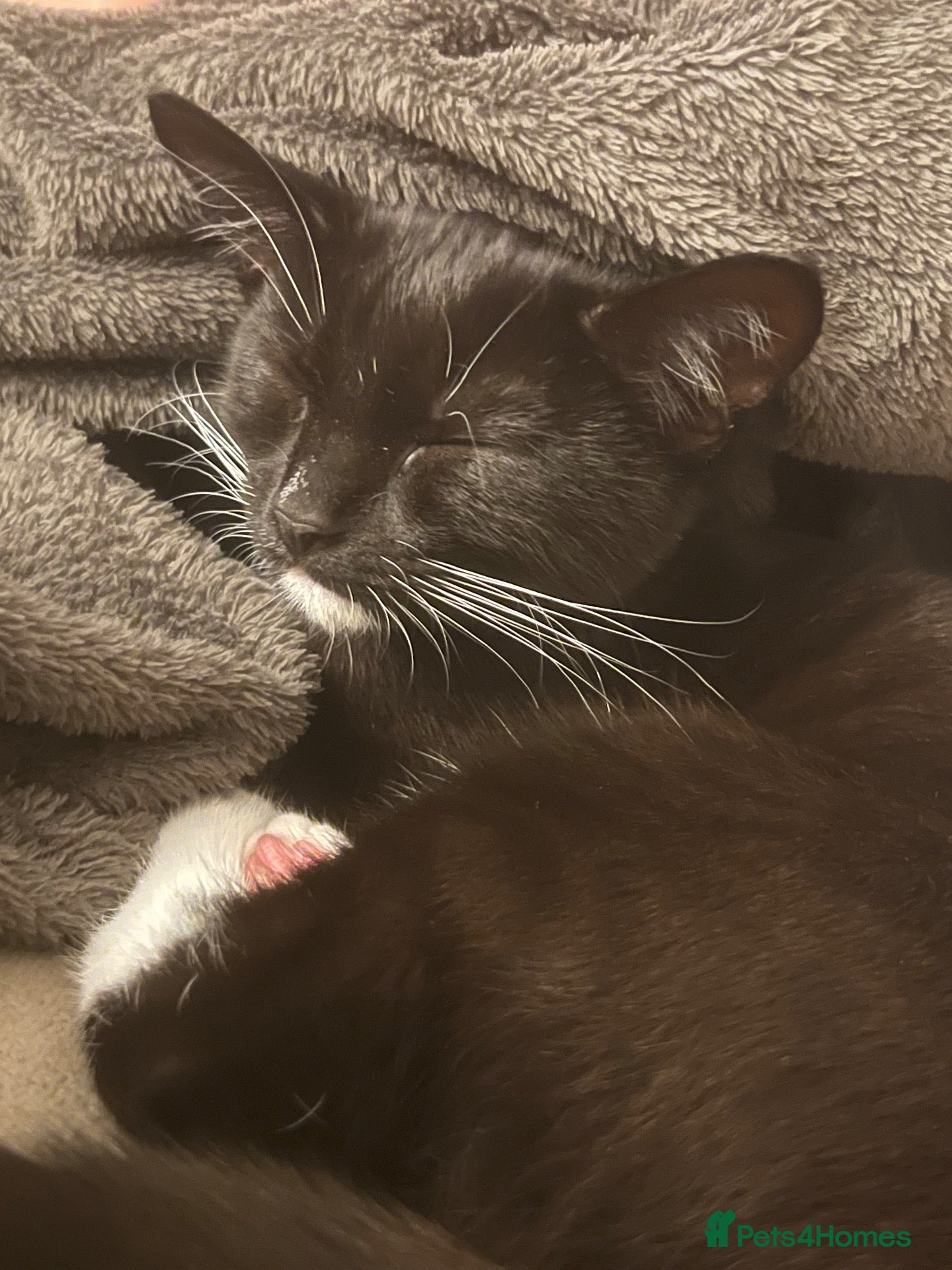 Domestic Shorthair cats for sale: Male cat - Called Socks NOT £50.00 can’t lower  - Advert 2