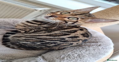 Bengal cats 2 left! Ready Now 🐾TICA Reg Bengal Kittens - Advert 9