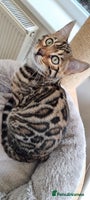 Bengal cats 2 left! Ready Now 🐾TICA Reg Bengal Kittens - Advert 5