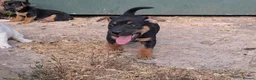 Jack Russell dogs for sale: Jack Russell Puppies for sale - Advert 4