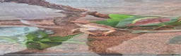 Bearded Dragon reptiles for sale: Bearded Dragon in Bedford - Advert 4