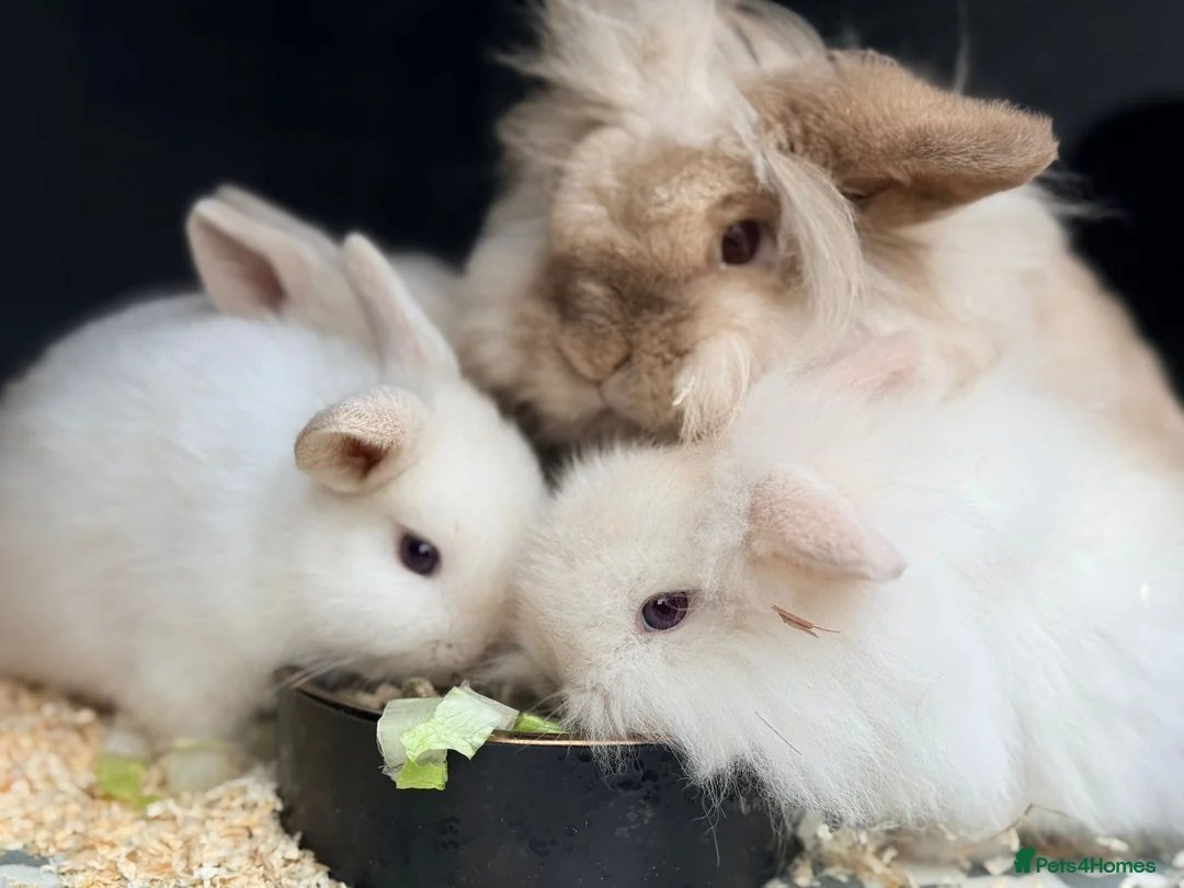 Mini Lion Lop rabbits for sale: Stunning Mini LionLops for Sale  - Advert 1
