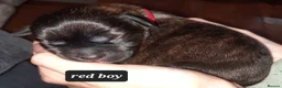 Mixed Breed dogs for sale: Rottweiler cross Shih Tzu puppies in Nottingham - Advert 12