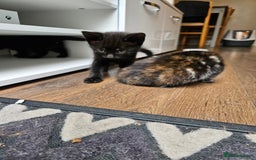 Mixed Breed cats for sale: 🐾 6 Adorable Kittens Looking for Loving Homes!  - Image 18