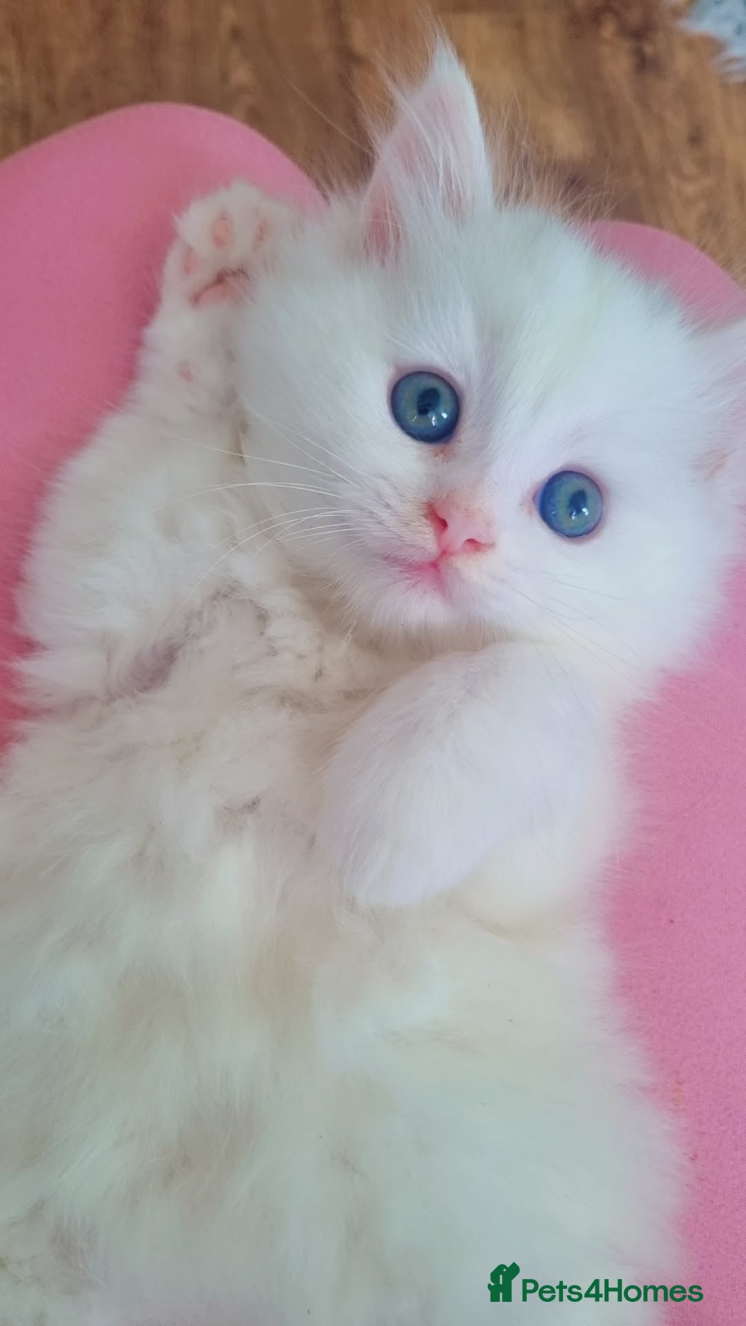 British Longhair cats Kitten&British long hair and persian - Advert 8