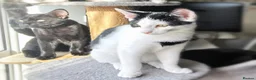 Mixed Breed cats for sale: Adorable Playful Kittens Looking for Forever Homes in London - Advert 14