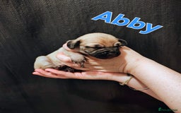 Mixed Breed dogs for sale: Pug x Lucher  - Image 16
