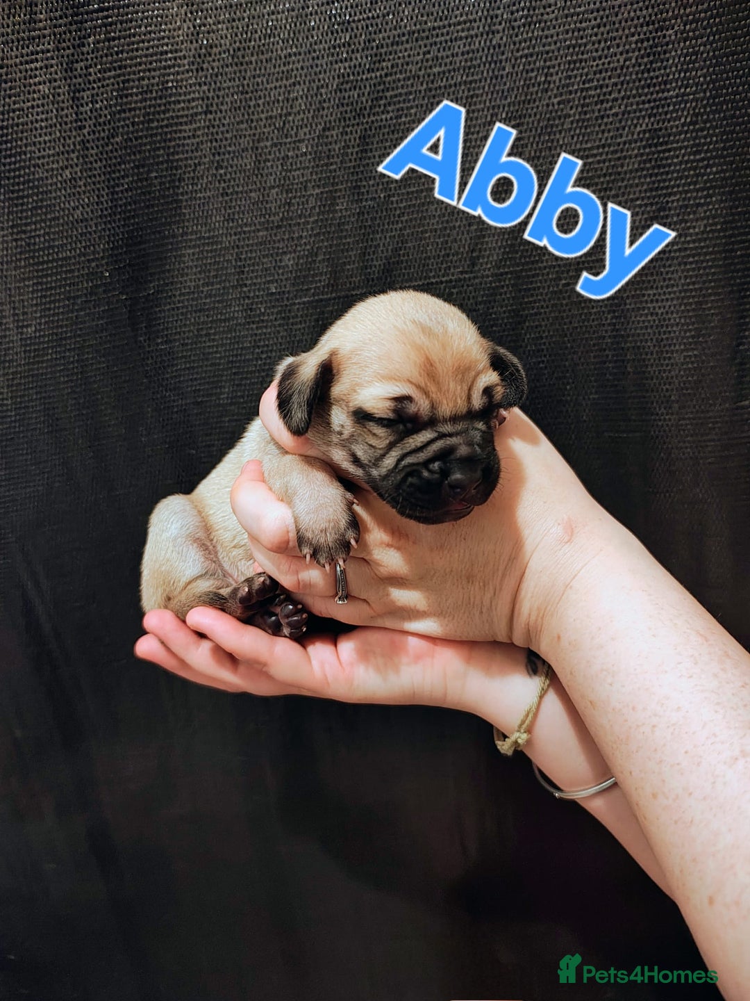 Mixed Breed dogs for sale: Pug x Lucher  - Image 16
