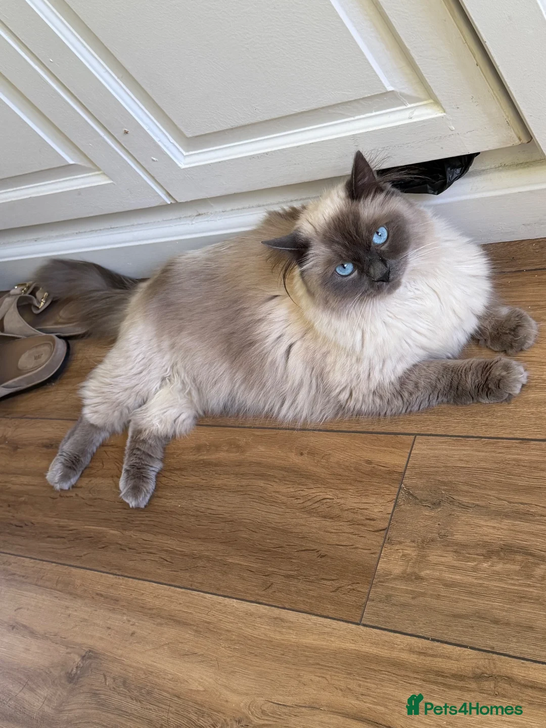 Ragdoll cats for sale: Male ragdoll in Waltham Abbey - Advert 2
