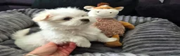 Maltese dogs for sale: 🐶Exceptional Maltese Puppies–ONLY 2 BOYS LEFT  - Advert 7