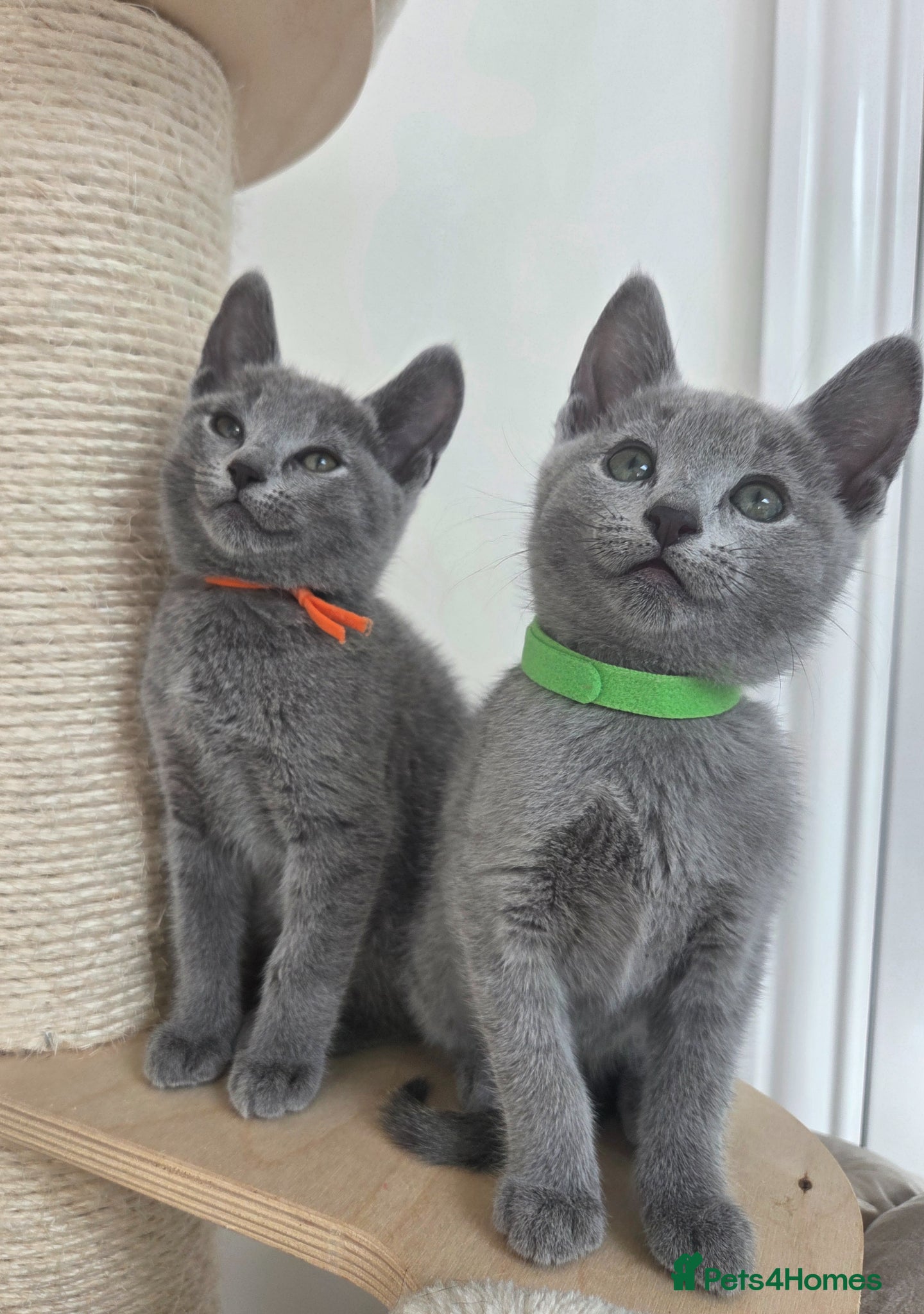 Russian Blue cats 💙  Russian Blue Kittens – Champion Line, TICA - Advert 1